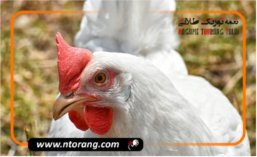تشخیص سن مرغ خانگی